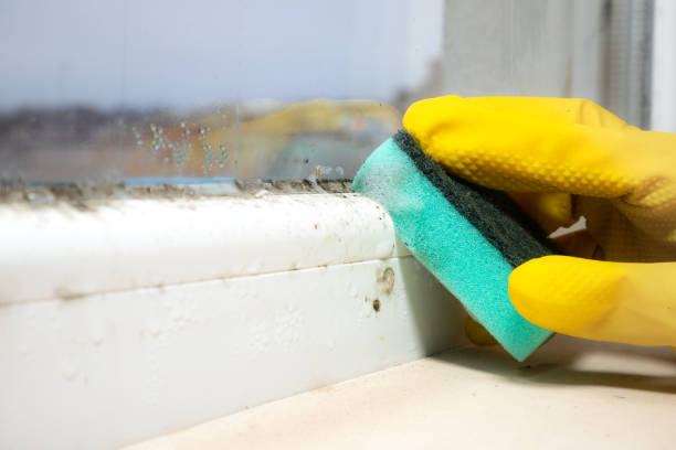 Best Mold Damage Repair  in Huntgton, IN