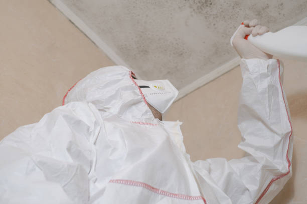 Best Toxic Mold Removal  in Huntgton, IN