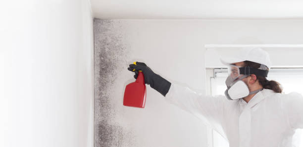 Mold Removal Process in Huntington, IN