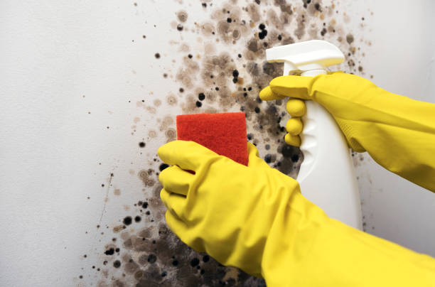 Best Mold Inspection  in Huntgton, IN