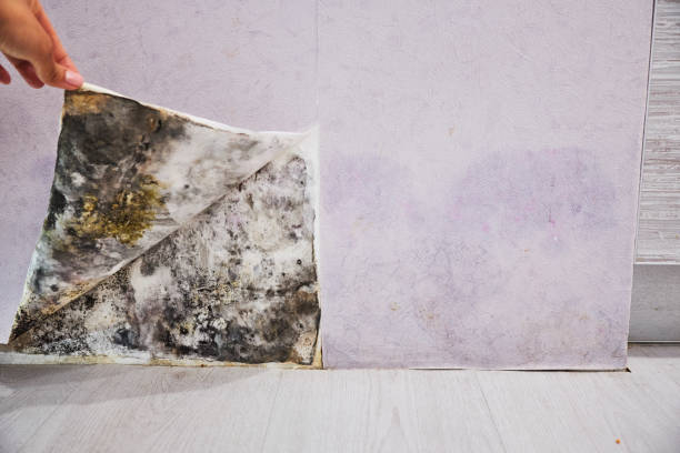 Best Same-Day Mold Removal  in Huntgton, IN